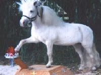 Айғыр, Miniature horse — 7-сурет