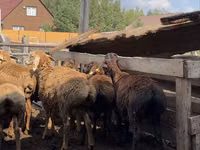 Widder, Arashan sheep — Foto 6