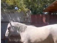 Stute, Kazakh horse — Foto 2