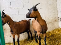 Ziege, Italian Alpine goat — Foto 2