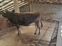 Sigir, Swiss cattle — 6-rasm