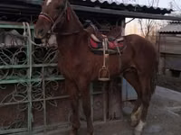 حصان, Russian Don — الصورة 4
