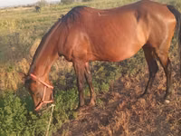 فرس, Akhal-Teke — الصورة 3