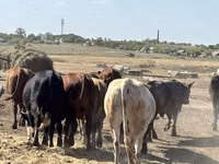 Bull, Cattle — photo 1