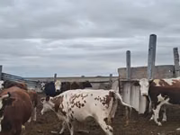 गाय, Simmental cattle — फ़ोटो 2