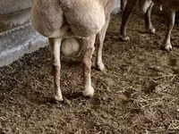 كبش, Rhon sheep — الصورة 5