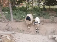 母羊, Sheep — 照片 2