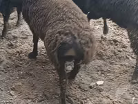 كبش, الأغنام — الصورة 4