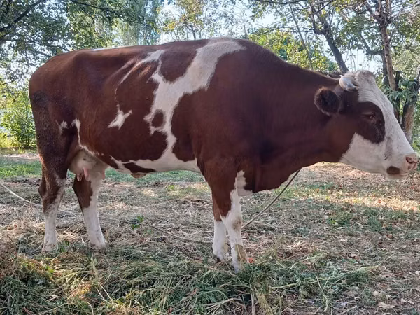 Kuh, Simmental cattle