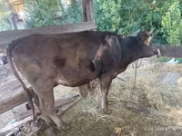 母牛, Alatau breed — 照片 3