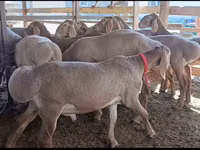 Schaf, Edilbay sheep — Foto 3