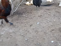 Chickens — Foto 3