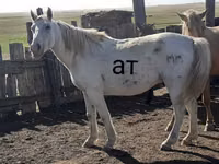 Caballo, Kazakh horse — foto 1