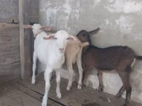 Ешкі, Saanen goat — 2-сурет