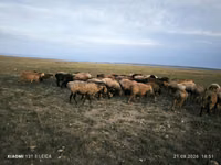 Qoʻchqor, Edilbay sheep — 3-rasm