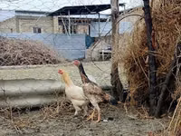 Caballos (lote, sexo no especificado), Caballos — foto 5
