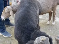 Schaf, Schafe — Foto 6