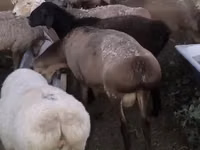 كبش, الأغنام — الصورة 1