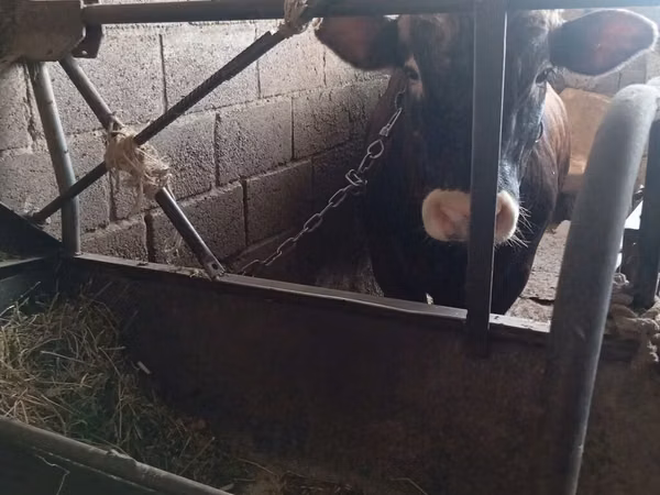公牛, Simmental cattle — 吉尔吉斯斯坦