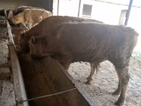 Buqa, Simmental cattle — 5-rasm