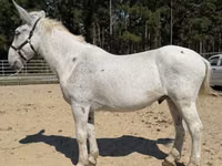 Айғыр, Mule — 2-сурет