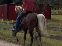 Hengst, Rocky Mountain Horse — Foto 7