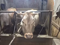 Kuh, Simmental cattle — Foto 2