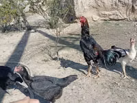 Chickens — Foto 8