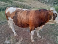 ثور, Simmental cattle — الصورة 3