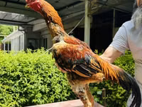 Chickens — الصورة 1