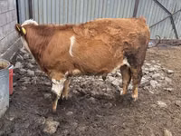 Bulle, Simmental cattle — Foto 2