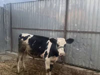 Kuh, Russian Black pied cattle — Foto 2