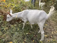 Taka, Saanen goat — 8-rasm