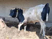 Toro, Raza Holstein — foto 4