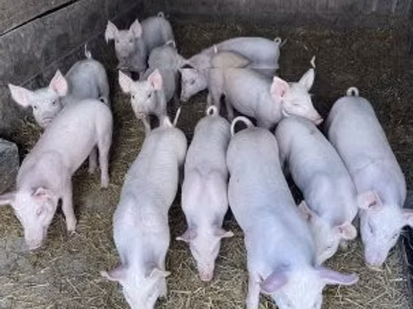 Schweine (Partie, Geschlecht nicht angegeben), Schweine