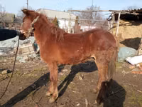 Caballo, Caballos — foto 1