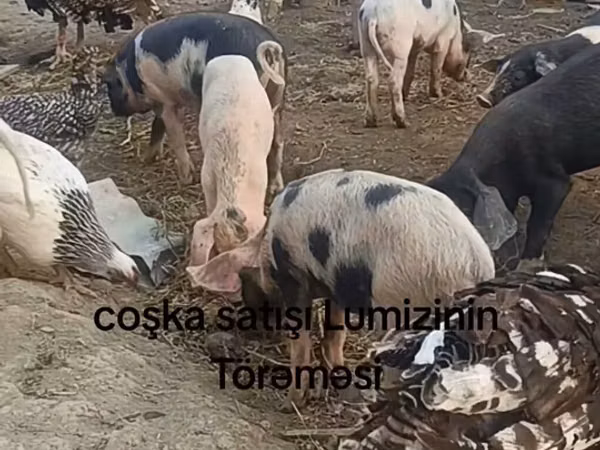 Хряк, Свиньи
