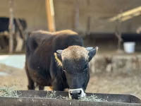 Toro, Ganado vacuno — foto 2