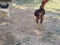 Chickens — Foto 1