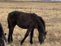 Stute, Kazakh horse — Foto 7