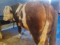 ثور, Simmental cattle — الصورة 3