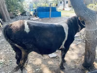 Bull, Russian Black pied cattle — photo 5