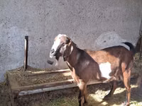 Ziege, Nubian Goat — Foto 5