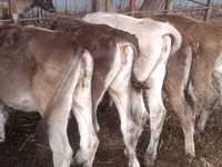 Kuh, Simmental cattle — Foto 4