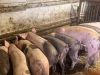 Pigs (batch, sex not specified), Pigs — photo 8