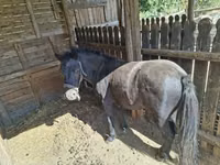 Horse (M), Horses — photo 2