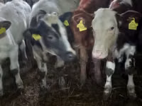 Vaca, Ganado vacuno — foto 3