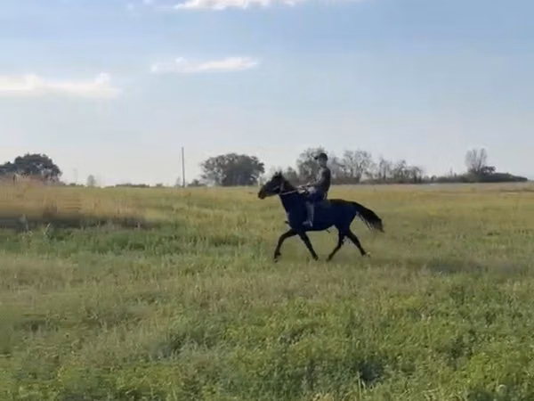घोड़ा, Kazakh horse — कज़ाखस्तान