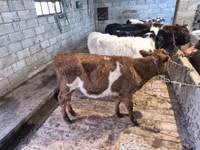 Bull, Cattle — photo 2