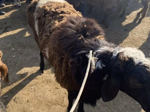 Widder, Karakul sheep